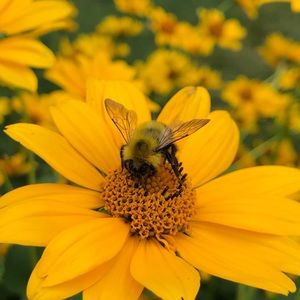 Meet your Posher, Patti